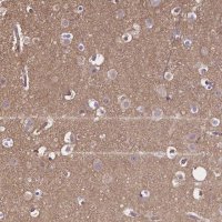 Anti-CRMP1 antibody produced in rabbit 