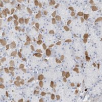 Anti-CRYGS antibody produced in rabbit HPA035103-100UL