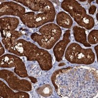 Anti-CRYL1 antibody produced in rabbit 