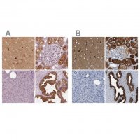 Anti-CRYM antibody produced in rabbit 