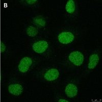 Anti-Cryptochrome-1 Antibody, clone 2C22 ZooMAb Rabbit Monoclonal 