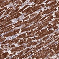 Anti-CS antibody produced in rabbit 
