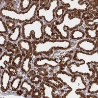 Anti-CSN3 antibody produced in rabbit 