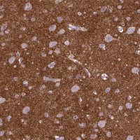 Anti-CSPG5 antibody produced in rabbit 