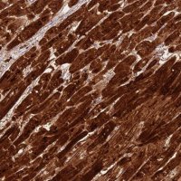 Anti-CSRP3 antibody produced in rabbit 