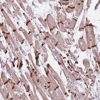 Anti-CTNNA3 antibody produced in rabbit 