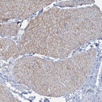 Anti-CUEDC2 antibody produced in rabbit 