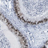 Anti-CUL4B antibody produced in rabbit 