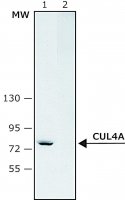 Anti-Cullin-4A antibody produced in rabbit 