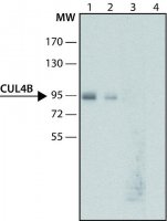 Anti-Cullin-4B antibody produced in rabbit 