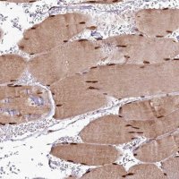 Anti-CUTC antibody produced in rabbit 
