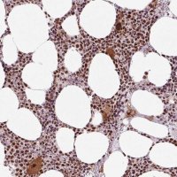Anti-CWC25 antibody produced in rabbit 