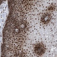 Anti-CWC27 antibody produced in rabbit 
