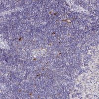 Anti-CXCR3 antibody produced in rabbit 