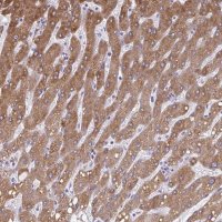 Anti-CYB5A antibody produced in rabbit 