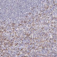 Anti-CYBB antibody produced in rabbit HPA051227-100UL