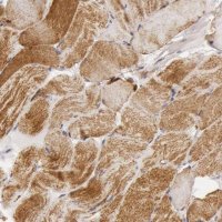 Anti-CYC1 antibody produced in rabbit 