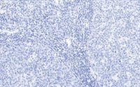 Anti-Cyclin B1 Antibody, clone 1F21-H1 ZooMAb Rabbit Monoclonal 