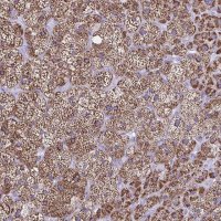 Anti-CYP11A1 antibody produced in rabbit 