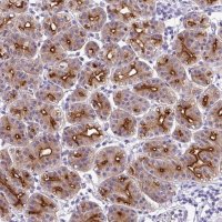 Anti-CYSTM1 antibody produced in rabbit 