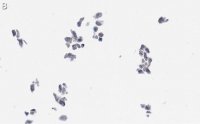 Anti-Cytomegalovirus Antibody, clone 8B1.2 ZooMAb Mouse Monoclonal 