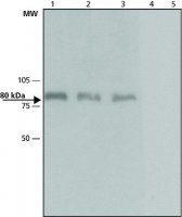 Anti-Dab-1 (C-terminal) from rabbit 