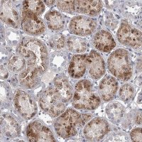 Anti-DAO antibody produced in rabbit 