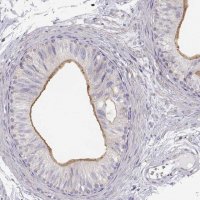 Anti-DAPL1 antibody produced in rabbit 