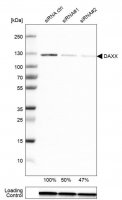 Anti-DAXX antibody produced in rabbit 