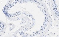 Anti-DAXX Antibody, clone 1L6 ZooMAb Rabbit Monoclonal 
