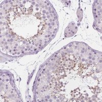 Anti-DCAF8L1 antibody produced in rabbit 