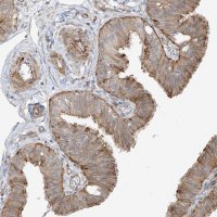 Anti-DCDC2 antibody produced in rabbit 