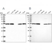 Anti-DCTN2 antibody produced in rabbit HPA039715-100UL