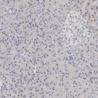 Anti-DCXR antibody produced in rabbit 