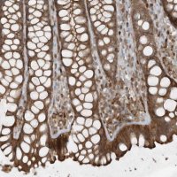 Anti-DDIT4 antibody produced in rabbit 