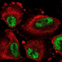 Anti-DDX46 antibody produced in rabbit HPA057501-100UL