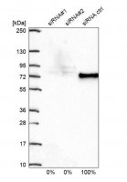 Anti-DDX5 antibody produced in rabbit HPA020043-100UL