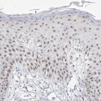 Anti-DDX50 antibody produced in rabbit HPA037388-100UL