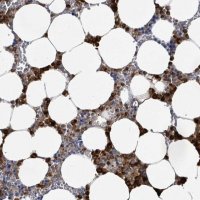 Anti-DEFA4 antibody produced in rabbit 