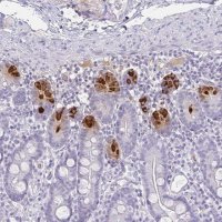 Anti-DEFA6 antibody produced in rabbit HPA019462-100UL