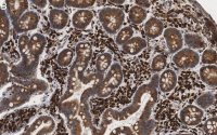 Anti-Derlin-1 Antibody, clone 2C2, ZooMAb Rabbit Monoclonal 