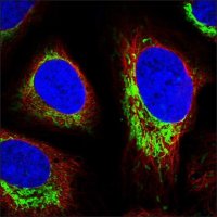Anti-DFNB59 antibody produced in rabbit 