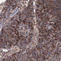 Anti-DGKA antibody produced in rabbit 