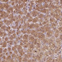 Anti-DHCR24 antibody produced in rabbit HPA063005-100UL