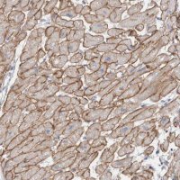 Anti-DMD antibody produced in rabbit 