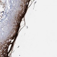 Anti-DMKN antibody produced in rabbit 