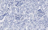 Anti-DNA G-quadruplex (G4) Antibody, clone 1H6 ZooMAb Mouse Monoclonal 