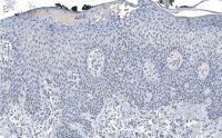 Anti-DNA-RNA hybrid Antibody, clone S9.6 ZooMAb Mouse Monoclonal 