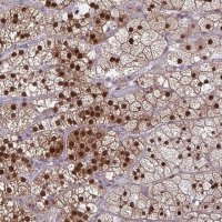 Anti-DNAJB1 antibody produced in rabbit 