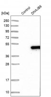 Anti-DNAJB6 antibody produced in rabbit HPA024258-100UL